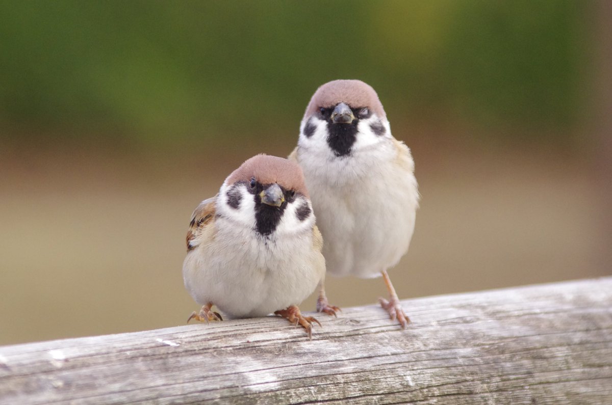 中野さとる かわいい２ショット ４連発 雀 スズメ すずめ Sparrow 鳥 小鳥 野鳥 Bird