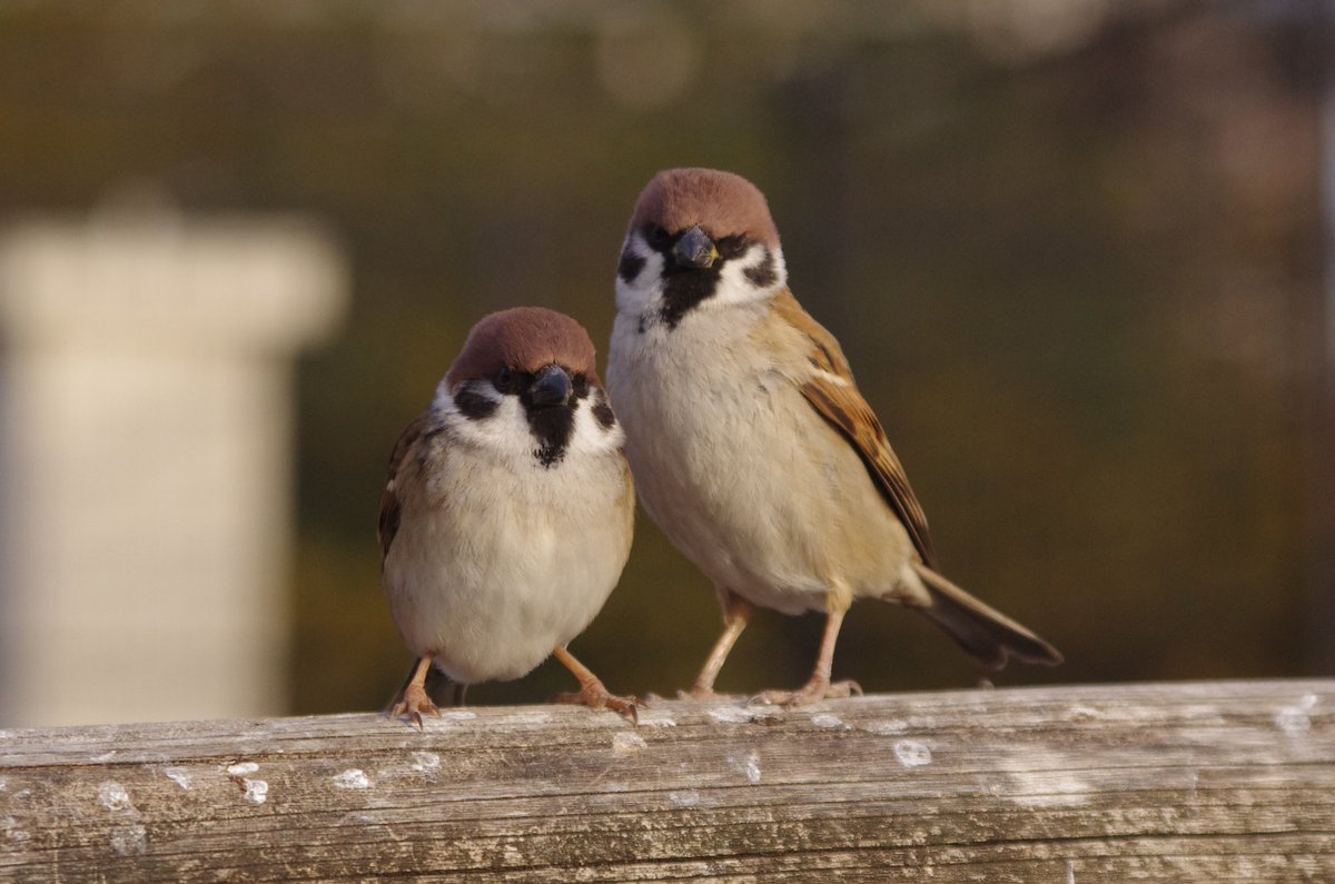 中野さとる على تويتر かわいい２ショット ４連発 雀 スズメ すずめ Sparrow 鳥 小鳥 野鳥 Bird