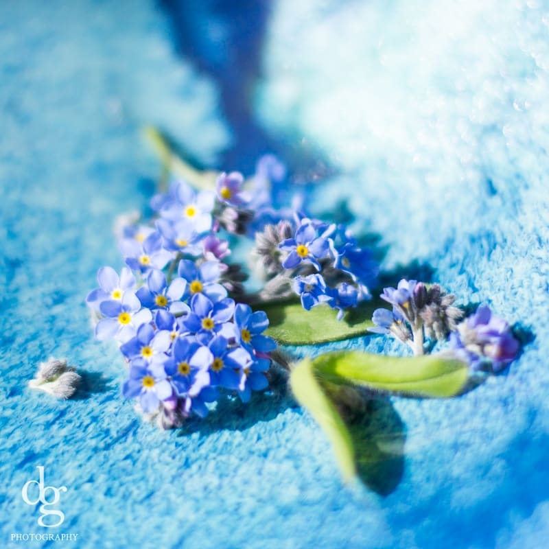 DGillettPhoto's tweet photo. Week 13 of my #photoaweek challenge has just been posted on my website: https://t.co/M7f4KvG5Lh #photography #flowers #flowerphotography #photographyfun https://t.co/uPFZRoqV42