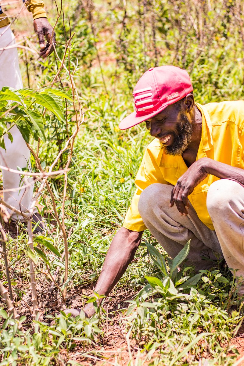 kibogroup's tweet photo. We are happy to report that the trees in Bukudumira village are thriving! Alex B. has continued to visit weekly with Bukudumira's Community Development committee to make sure the saplings — and their committee — remain strong. https://t.co/y4SGdILRHQ. https://t.co/h2DrQ2Z6Ml