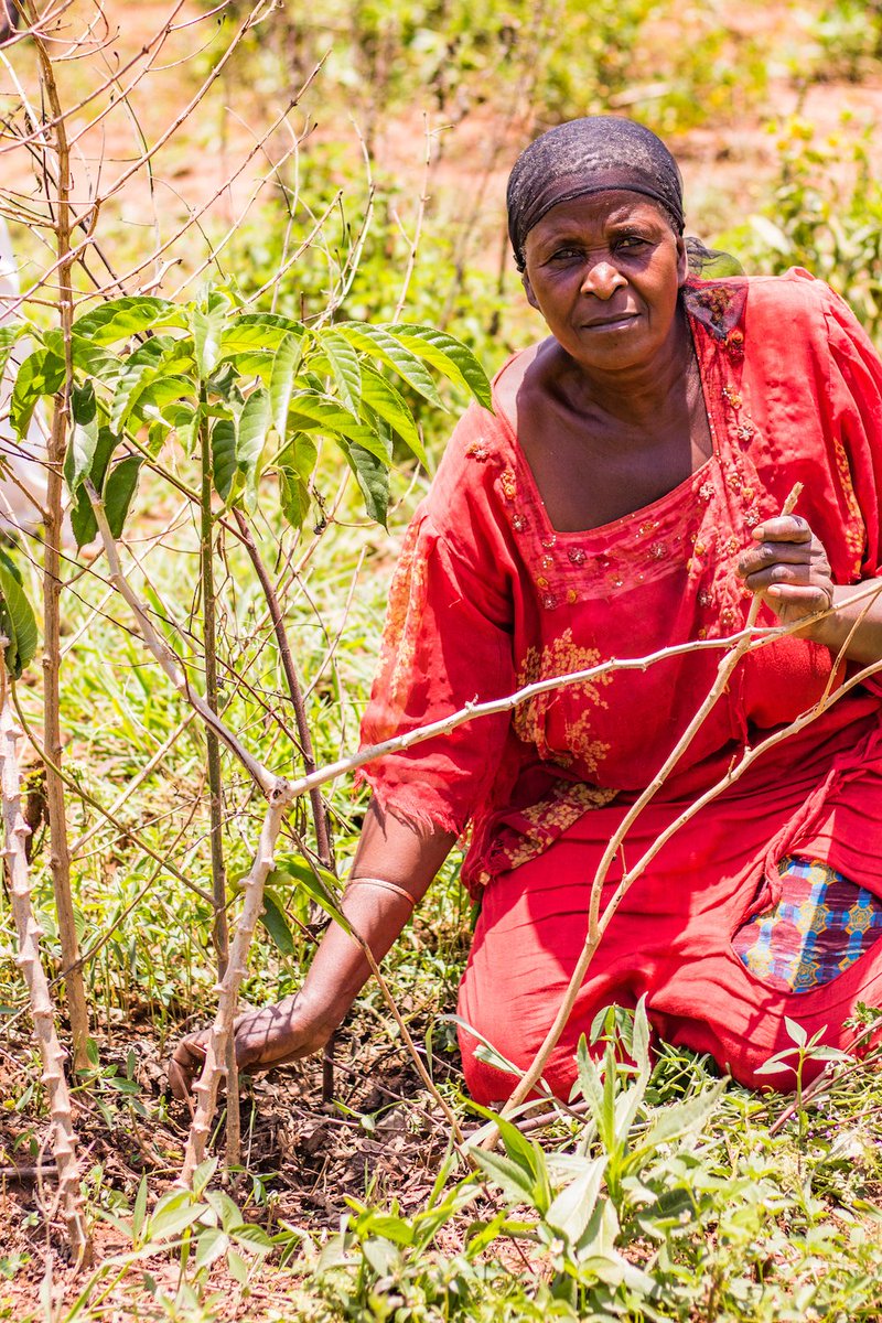 kibogroup's tweet photo. We are happy to report that the trees in Bukudumira village are thriving! Alex B. has continued to visit weekly with Bukudumira's Community Development committee to make sure the saplings — and their committee — remain strong. https://t.co/y4SGdILRHQ. https://t.co/h2DrQ2Z6Ml