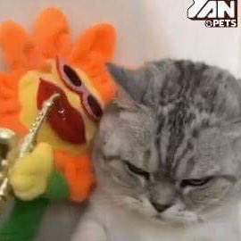 We are not Baekcatvn's fanpage...We are Flowcatvn 😎😎😎