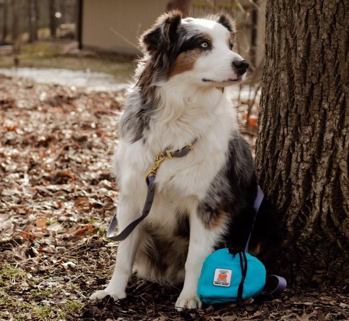PoopiePocket's tweet photo. Is there anything more majestic than a dog and its Poopie Pocket? Let your dog carry its load, pick up a Poopie Pocket today at https://t.co/1bVC8HiwR7 #poopiepocket #dogsoftwitter #modelingagency #SundayMorning https://t.co/h7FoocPl6v