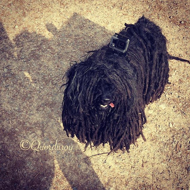 ZebPuliZeb's tweet photo. Just have to get the composition right with my GoPro to take Hoomam’s picture. Just don’t say cheese! .
#gopropuli #paparazzipuli #dogoftheday #macclesfieldforest #gopro #dogphotography #bestwoof #mopdog #hungarianpuli #sheepdog #dogsofmanchester https://t.co/pvX4RVF1Nd https://t.co/xx5iySrFQR