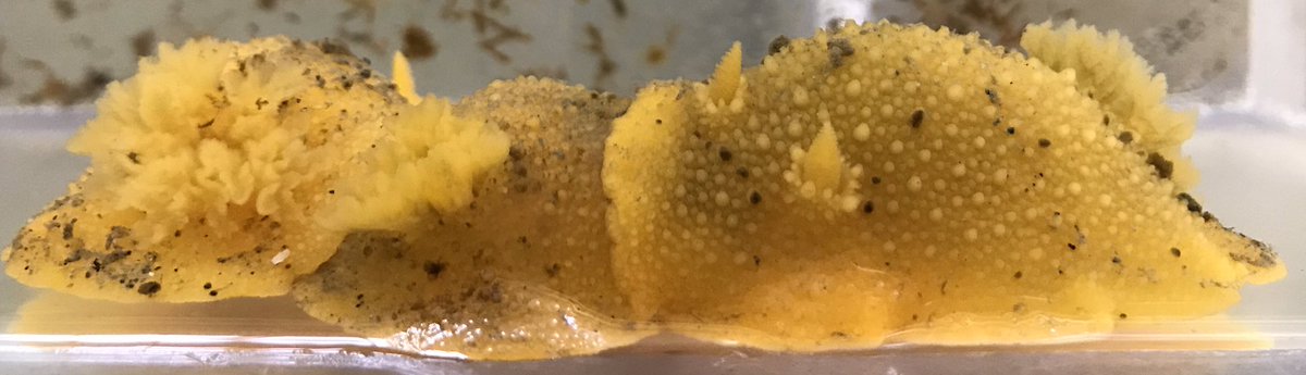 o_jgraham's tweet photo. 🚨 Rad scientists alert! 🚨#CORALS2019 students have been busy learning about temperate marine inverts like these dorid #nudibranchs from experts @phoebe_dawkins and @DrewHarvell. Check out that great illustration by @KatieLee7438! I’d say it’s a perfect match, wouldn’t you? https://t.co/Qi4odDB6VM