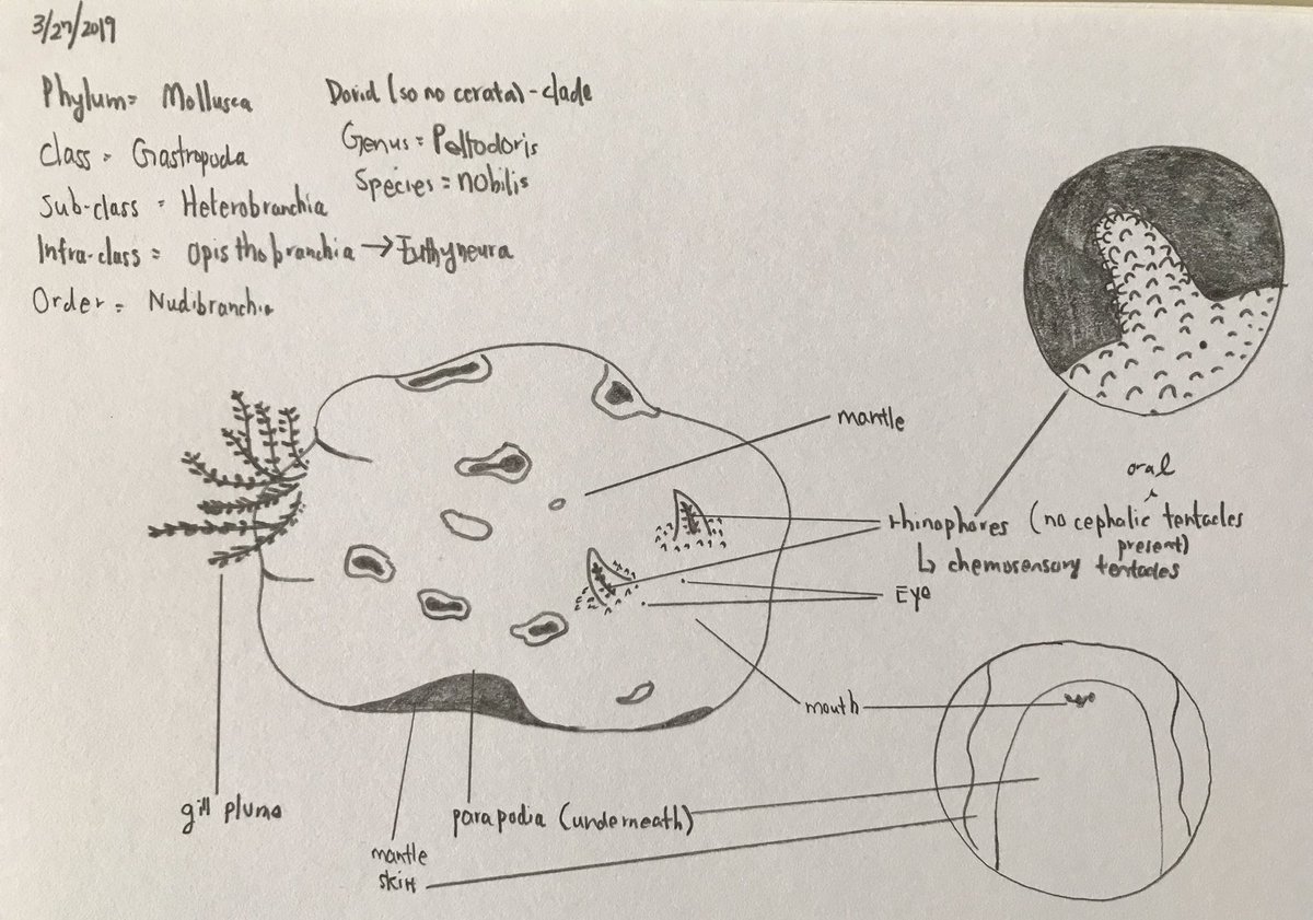 o_jgraham's tweet photo. 🚨 Rad scientists alert! 🚨#CORALS2019 students have been busy learning about temperate marine inverts like these dorid #nudibranchs from experts @phoebe_dawkins and @DrewHarvell. Check out that great illustration by @KatieLee7438! I’d say it’s a perfect match, wouldn’t you? https://t.co/Qi4odDB6VM