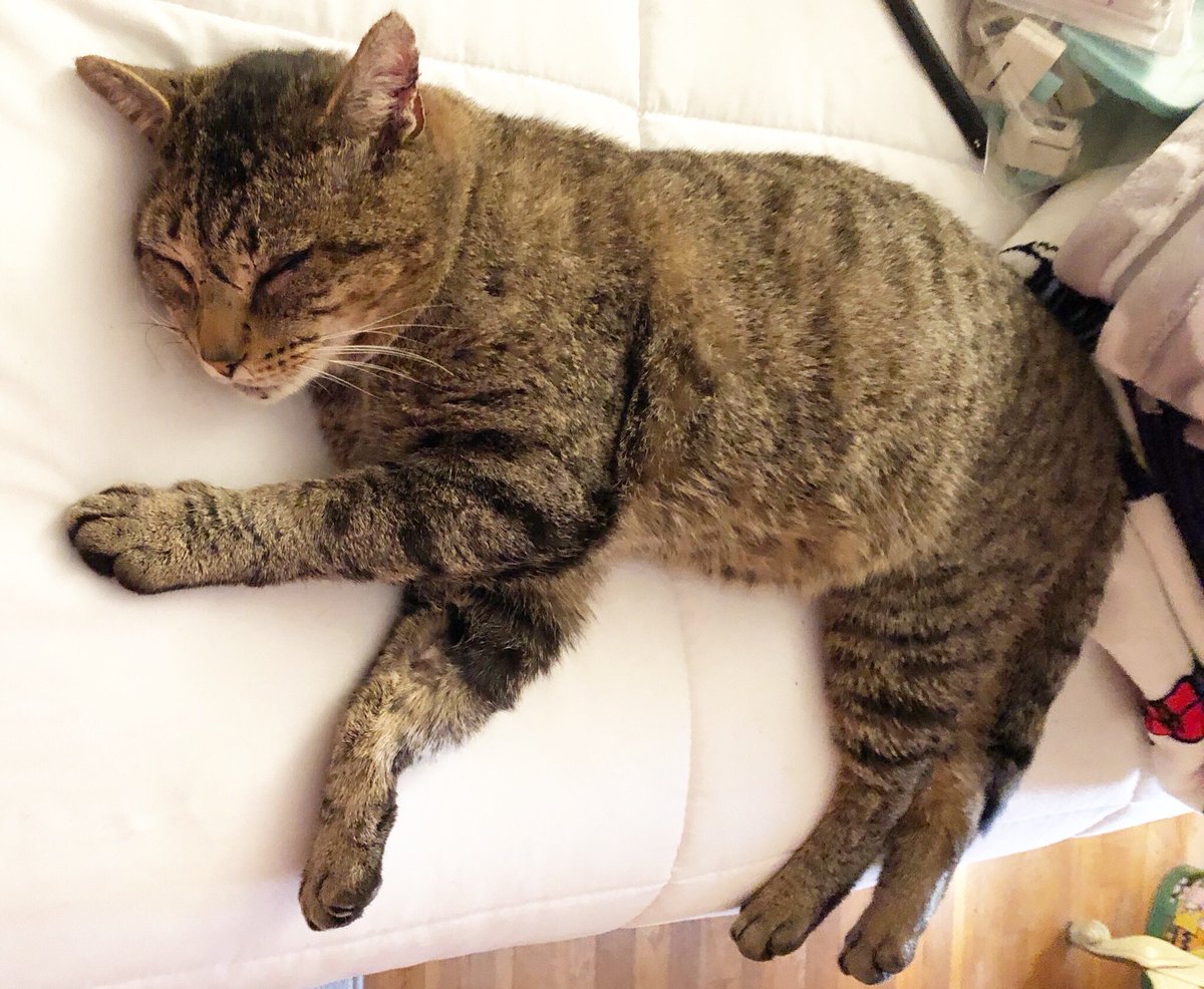 futurewriter13's tweet photo. Shadow loves his Sunday naps! #shadowstories #kauffmancatfe #shadowtails #sweetdreams #cats #cat #CatsOfTwitter https://t.co/hYSx7NCr47