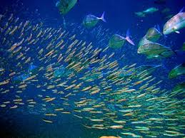 MicrobesInfect's tweet photo. Fish slime: An untapped source of potential new #antibiotics

"Fish mucus is interesting because the environment the fish live in is complex. They are in contact with their environment all the time with many pathogens."

https://t.co/DRWmppgN24 https://t.co/UCRhfepFV9