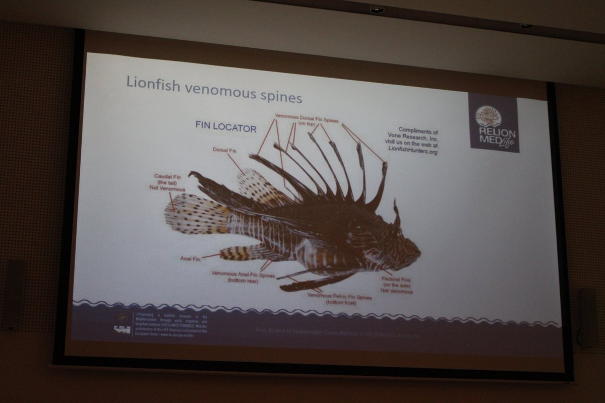relionmed's tweet photo. Dr. Niki Chartosia presented @relionmed to the open day event of @RECONNECT project in the environmental centre of Cape Greco.
  #marineenvironment #openday #lionfish #pteroismiles #cavogreco #cyprus
@LIFEprogramme @CyclamenProject https://t.co/DKRpvfF7RF