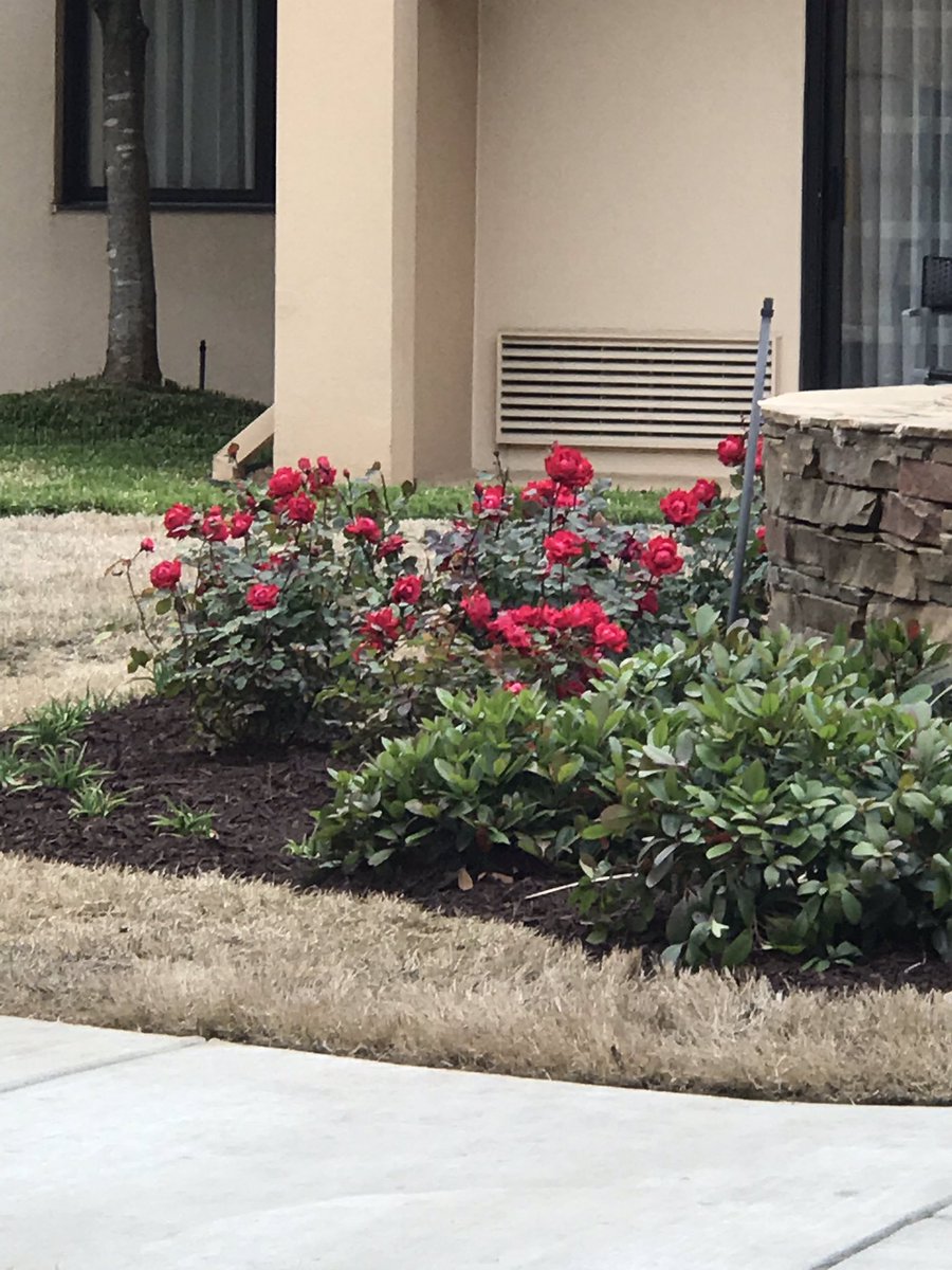 CSocialworker's tweet photo. Found some spring in Memphis! https://t.co/xoNXrfGQv5