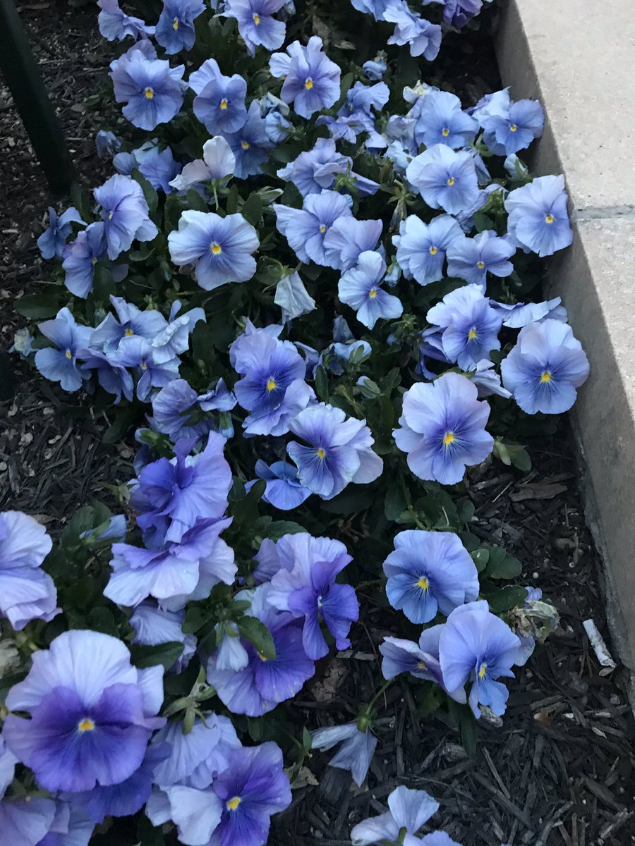 CSocialworker's tweet photo. Found some spring in Memphis! https://t.co/xoNXrfGQv5
