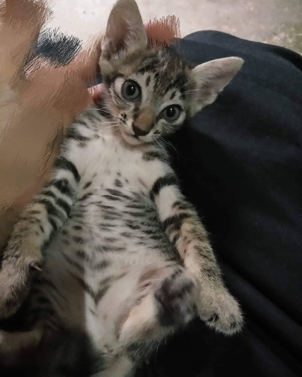 rakmahjung's tweet image. 📌#หาบ้าน แมวเพศเมียอายุ 1 เดือน แม่เค้าเป็นแมวจรมาคลอดลูกที่ห้องเราซึ่งเป็นห้องเช่าไม่สามรถเลี้ยงได้ค่ะ
📍พิกัด: อ.บ้านฉาง จ.ระยอง
สนใจติดต่อที่เบอร์ 
0876113637(บี)
line ID: alldayone
FB: Sopa Suras