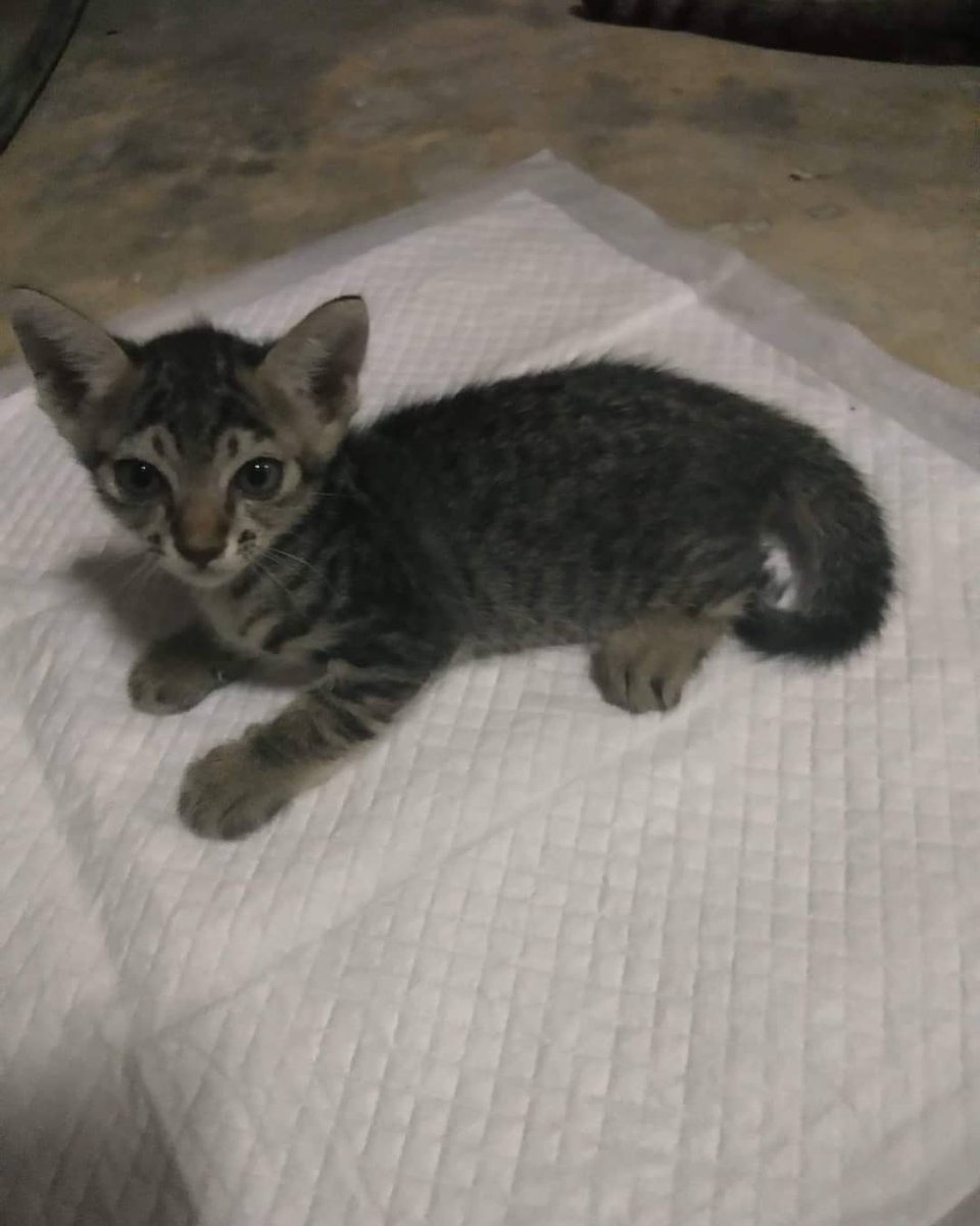 rakmahjung's tweet image. 📌#หาบ้าน แมวเพศเมียอายุ 1 เดือน แม่เค้าเป็นแมวจรมาคลอดลูกที่ห้องเราซึ่งเป็นห้องเช่าไม่สามรถเลี้ยงได้ค่ะ
📍พิกัด: อ.บ้านฉาง จ.ระยอง
สนใจติดต่อที่เบอร์ 
0876113637(บี)
line ID: alldayone
FB: Sopa Suras