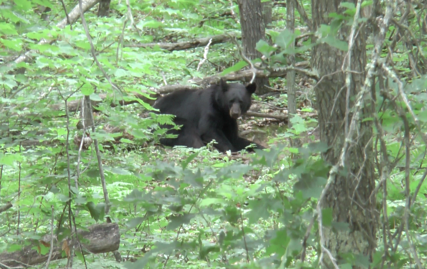 teamwolfpatrol's tweet photo. Stage is Set for DNR to Make Changes to Wisconsin’s Bear Baiting Practices…But Will They? https://t.co/HYbd4G7hkh https://t.co/UTplS8V9cl