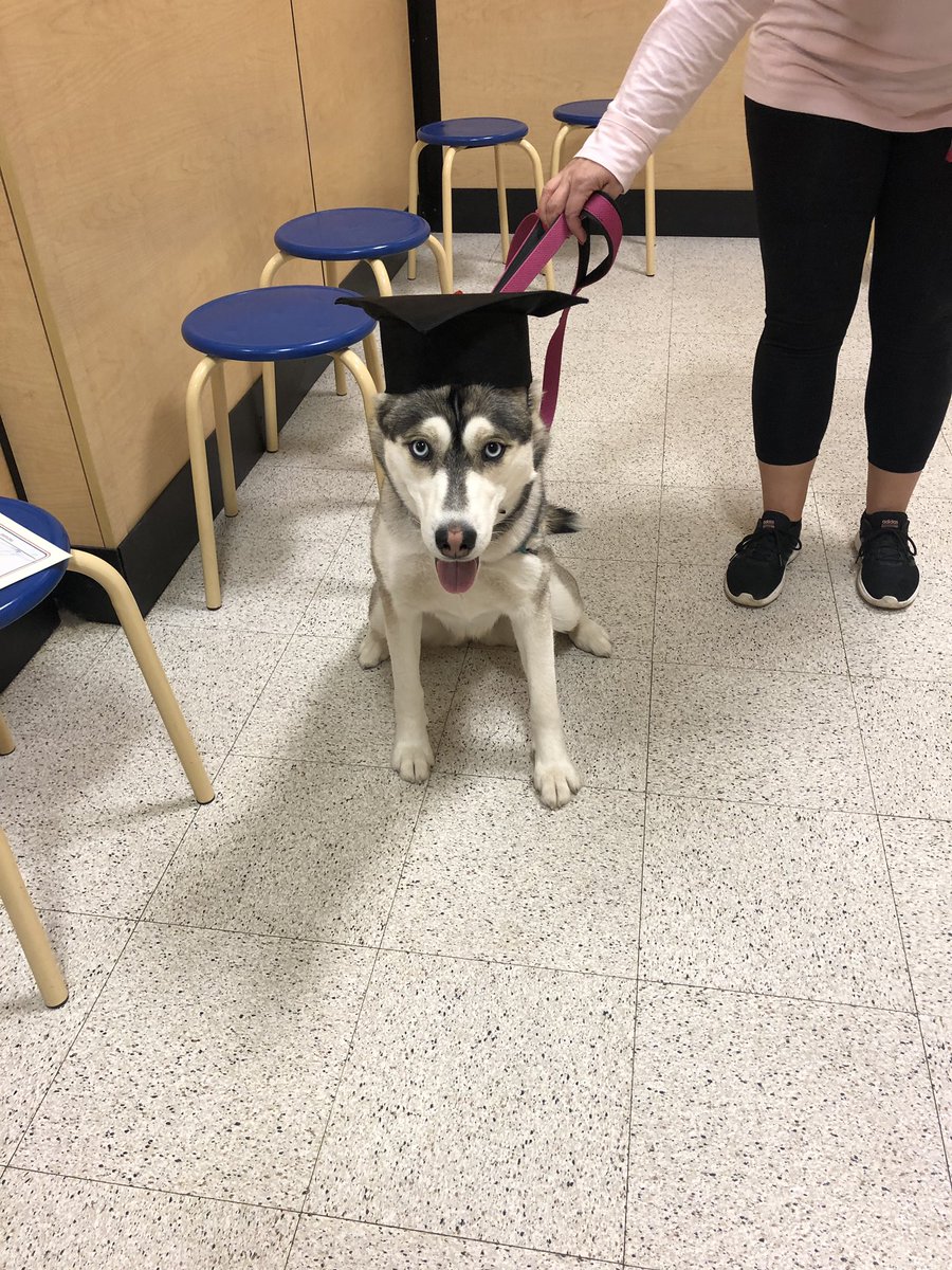 FraserMolly's tweet photo. Sky graduated from training today! https://t.co/ufNO6DvYJK
