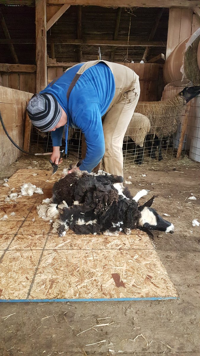 NesFarm's tweet photo. It's #ShearDay
@pinnaclehaven is hard at work π
#Sheep365 #OntWool #WearWool https://t.co/PCDXPp5Z2O