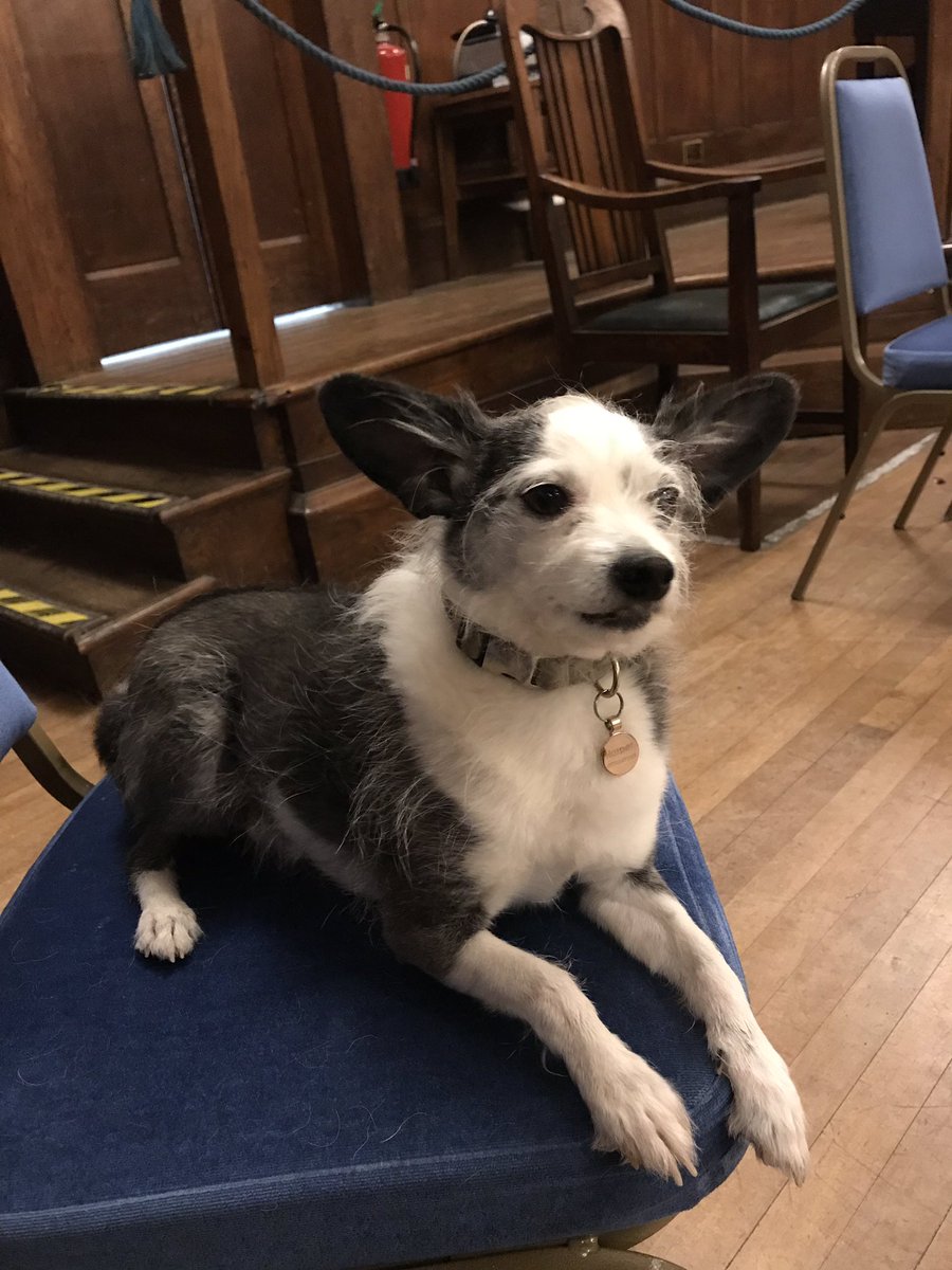 simplyk9ltd's tweet photo. Ready for rehearsals! ❤️🐾@BevMusicTheatre @simplyk9ltd #toto #wizardofoz #hullnewtheatre #Leo https://t.co/ejnR4Qt6Mo