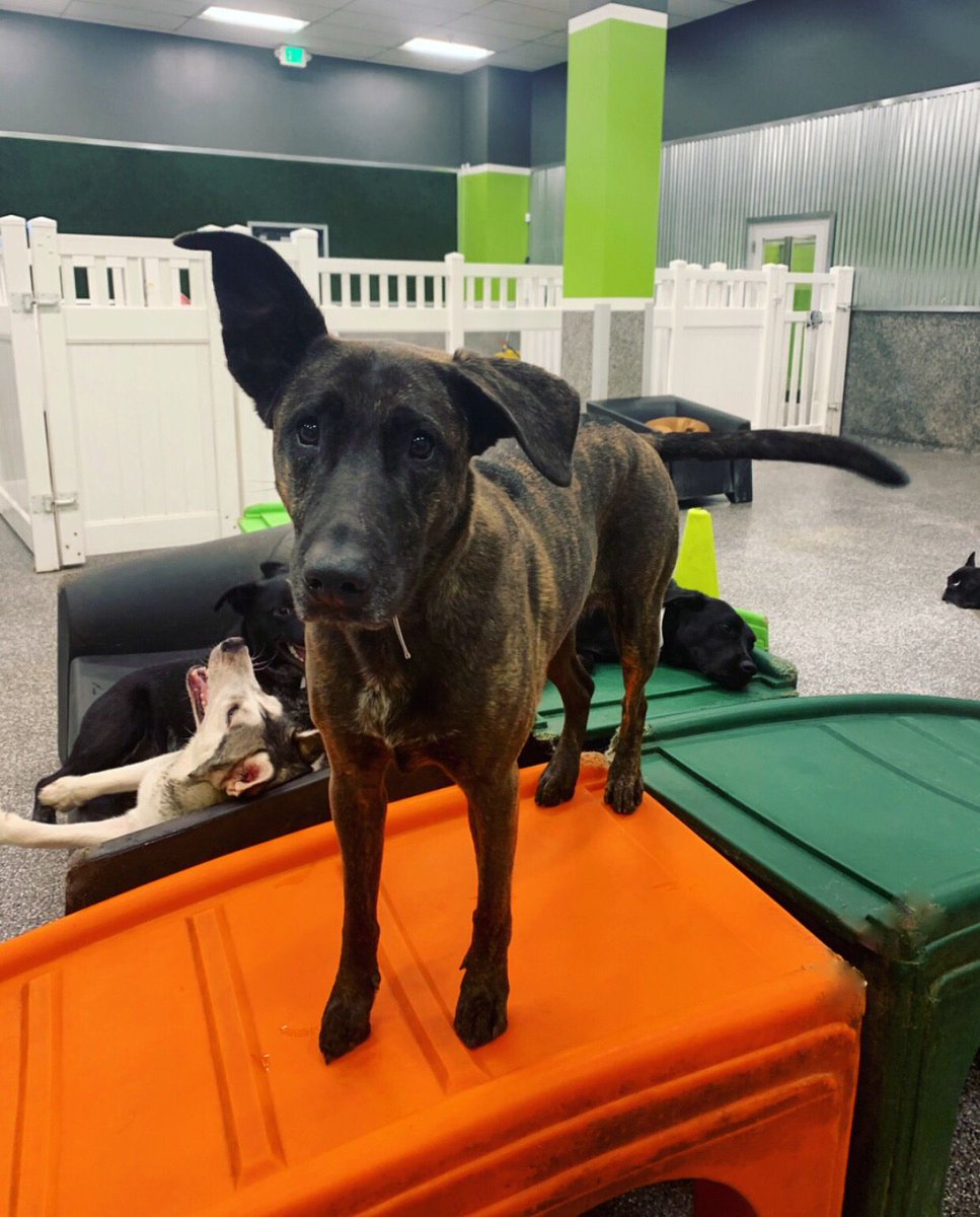 PawCommons's tweet image. Every snack you make, every bite you take, I’ll be watching you 👀
.
.
. What is your pup’s favorite way to beg?
.
.
.
.
#dog #dogs #doggydaycare #sandiego #baypark #hillcrest #encinitas #gilbert #california #cali #arizona #kissmypaws #pawcommons #sunday #begging #drooling