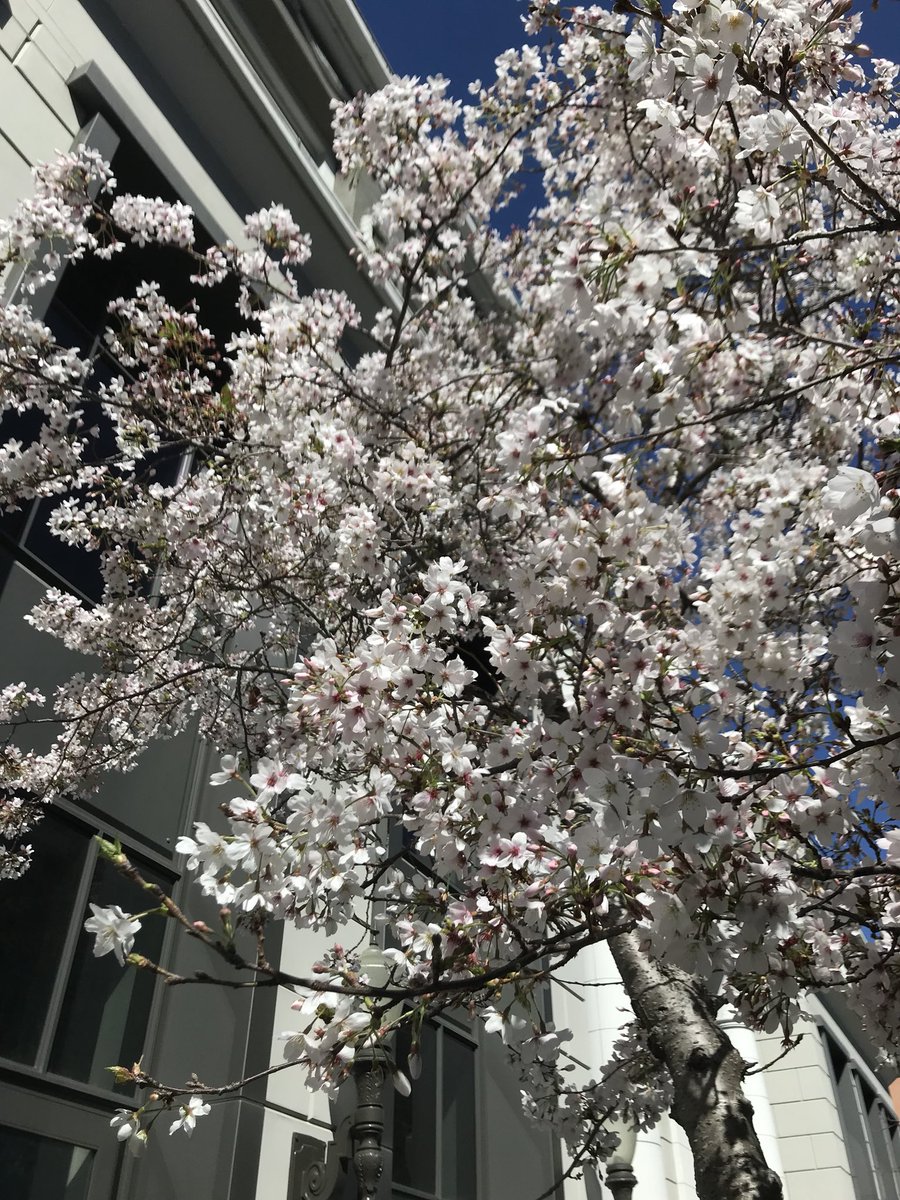 My cherry blossom day... in Santa Cruz! #cherryblossom #grateful