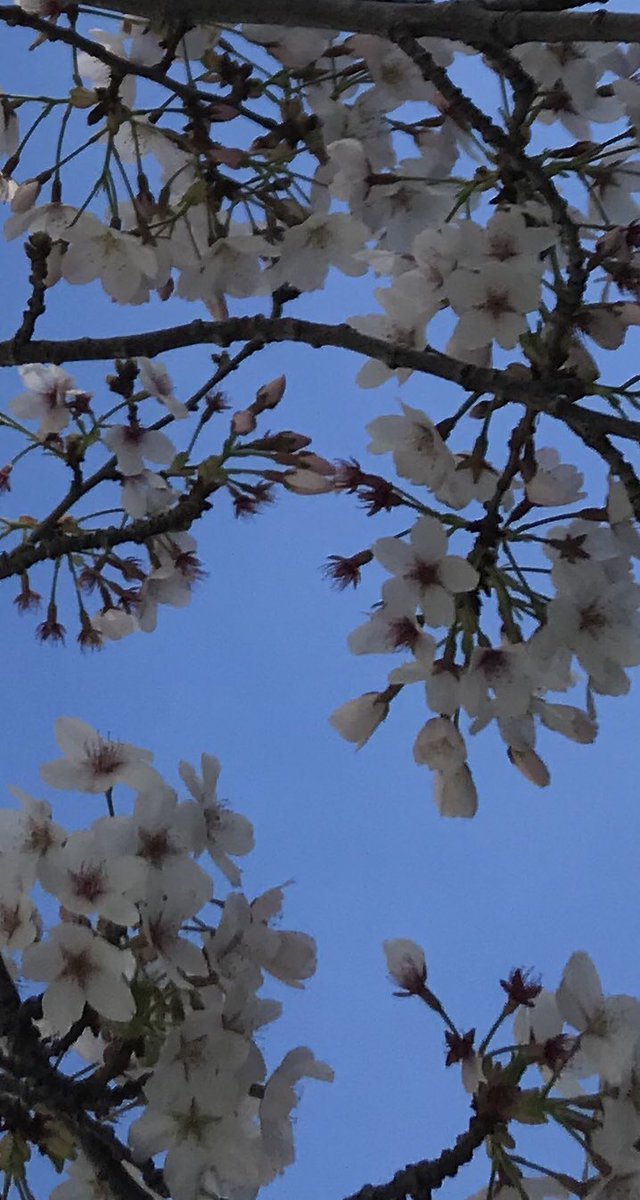 1_chapin's tweet photo. My cherry blossom day... in Santa Cruz! #cherryblossom #grateful https://t.co/viCNuiz3qQ