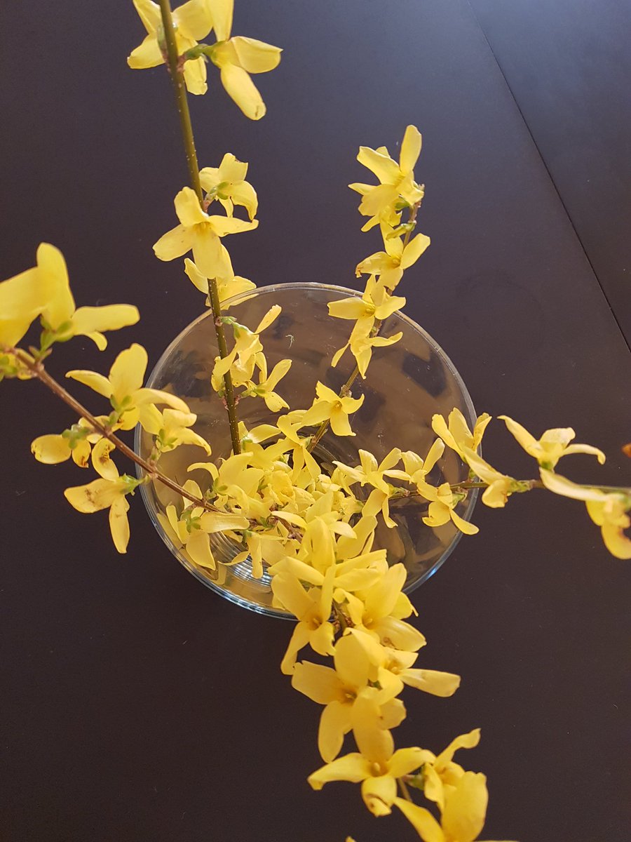 claudia_v_'s tweet photo. Forsithia's energizing yellow to prepare myself for tomorrow's jetlag with #summertime #heuredete #fallbackspringforward #FBSF https://t.co/LVZsrFeEmr
