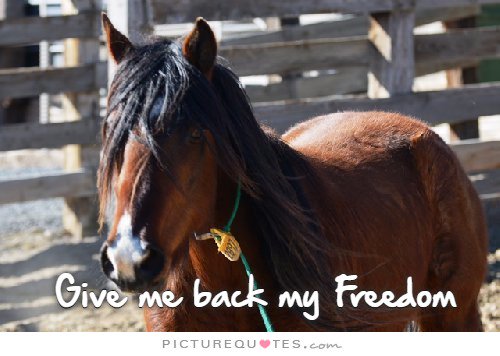 wildernessmust2's tweet photo. We are still here; but quietly watching what is happening with our Nations #WildHorses of America.  It's imperative to be calling and writing letters to Congress to get this Nations Native Mustangs to a place of no human manipulation. #FREEandWildForever #StopTheRoundups https://t.co/BWczXV0w8o