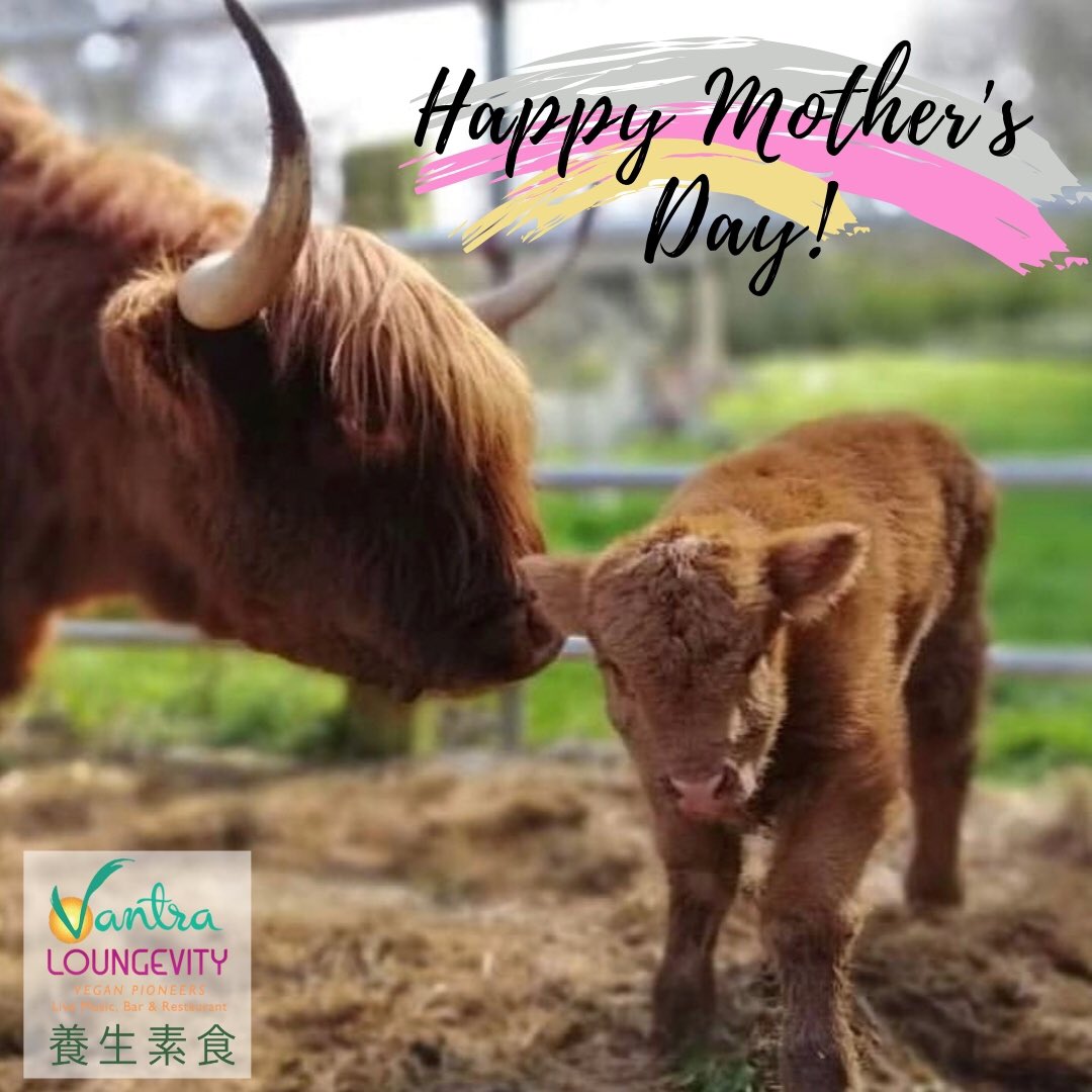 vantralondon's tweet photo. Happy Mother's Day to all the beautiful mum's! One of the most beautiful and insightful photo of a mother cow snuggles agains it's baby cow 🐮
#vantra #vegan #plantbased #sugarfree #glutenfree #vantralondon #love #mothesday #unconditionally  #govegan https://t.co/8jzZCuJZuN