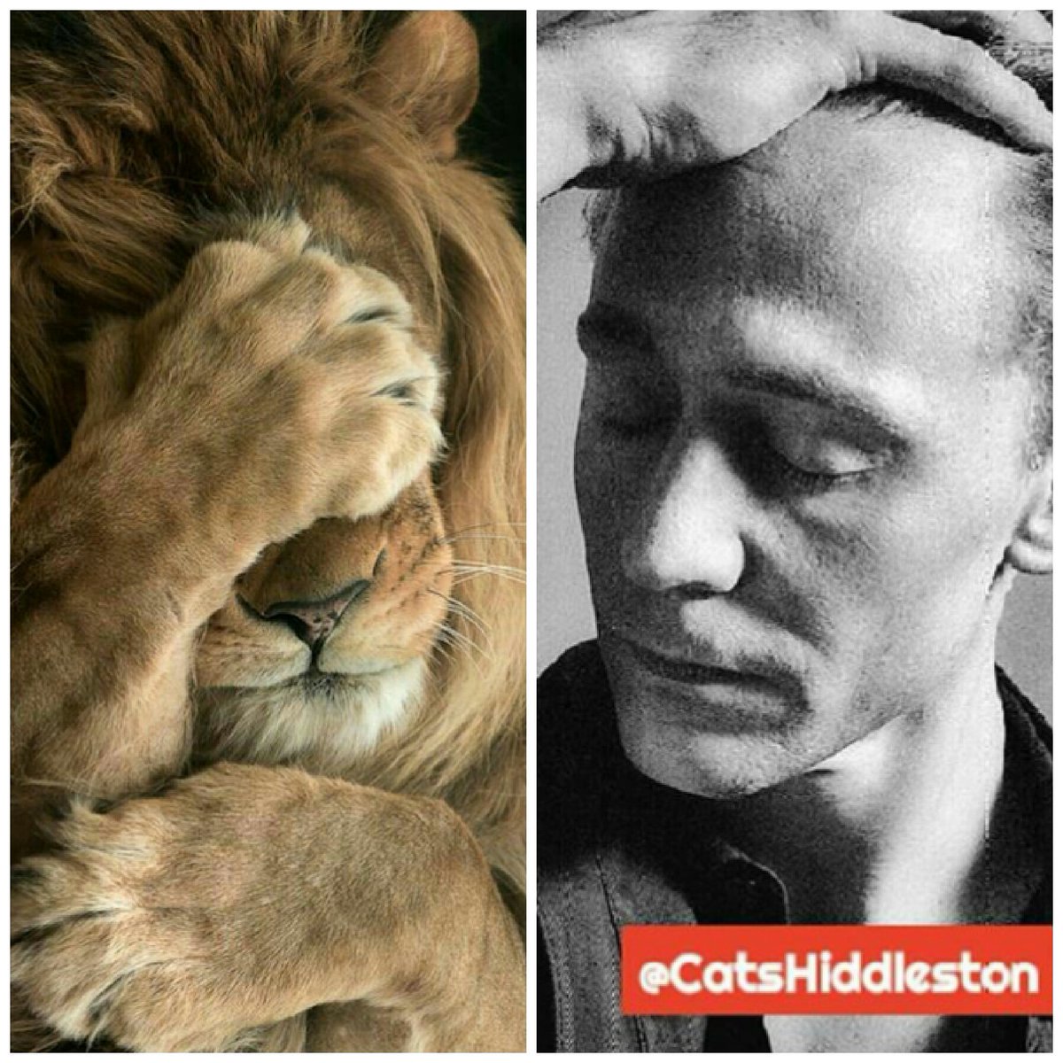 CatsHiddleston's tweet photo. Rawwrrr πππππ¦π¦π¦π¦πΎπΎπΎ #TomHiddleston #ThomasDay #ThomasSunday #HiddlesEmoji #HiddlestonLovers #HiddlesFandom #HiddlesFan #HiddlesLoves #ILoveTomHiddleston #ilovecats #HiddlesCat #catsoftwitter #CatHiddles https://t.co/N4FIHpIA0d