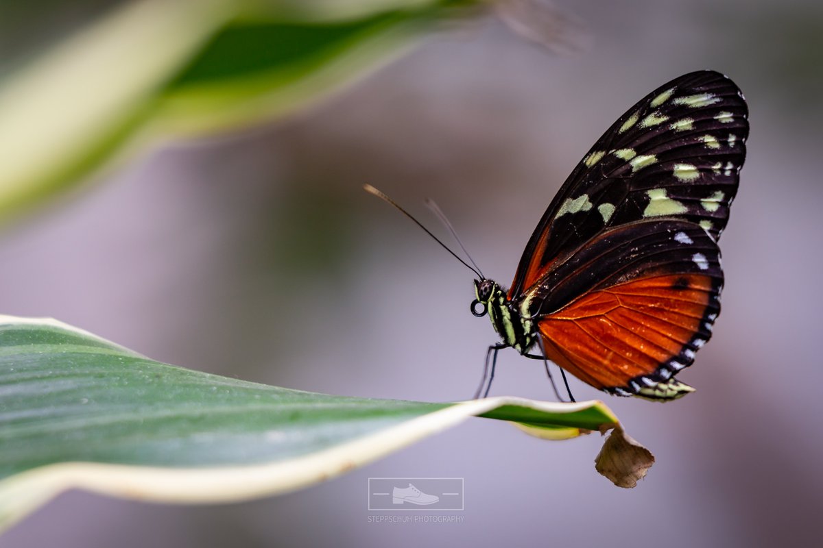 Impressions from the #biosphere #potsdam: photography.steppschuh.net/biosphere-pots…
