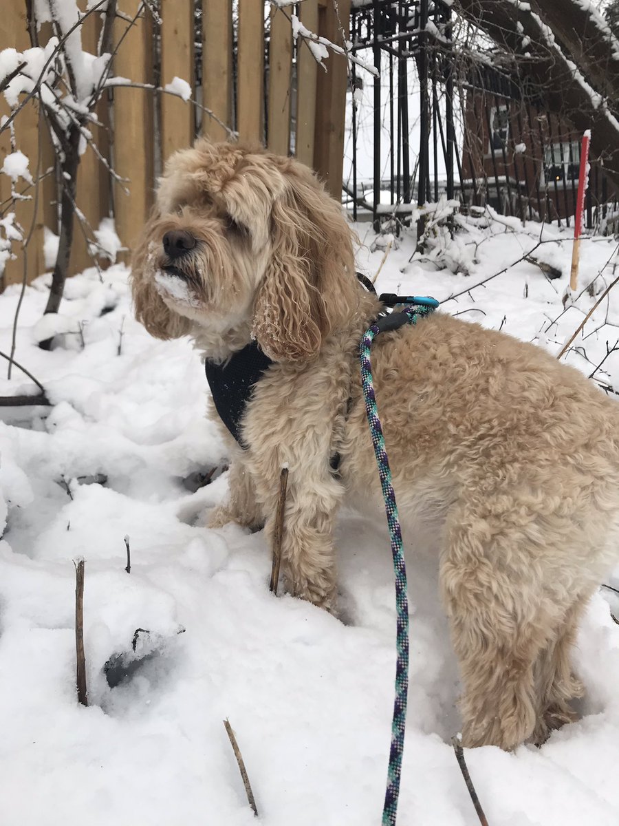 cgoucher's tweet photo. #thispup doesn’t mind the snow at all! #outforastroll with his @KONAleashes #workinit #strutingyourstuff
#JPSunday https://t.co/OGSKGmW9Lz