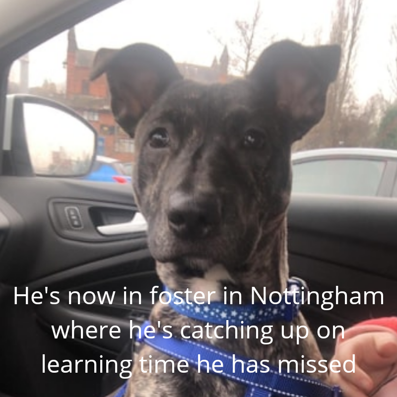 NWDogRescue's tweet photo. https://t.co/gkwqFqBPrS
please RT https://t.co/PY21PsJgH3