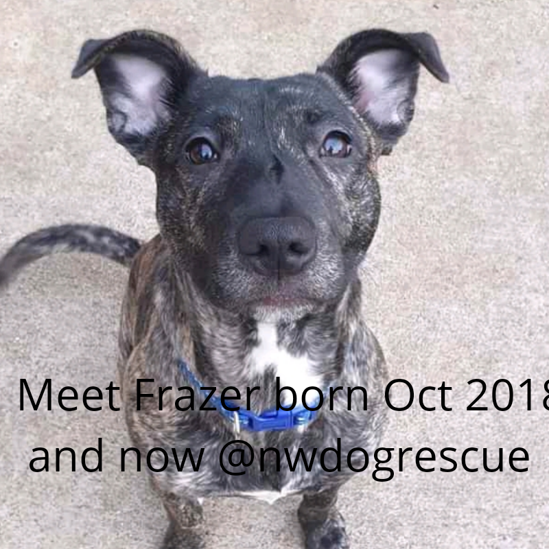 NWDogRescue's tweet photo. https://t.co/gkwqFqBPrS
please RT https://t.co/PY21PsJgH3