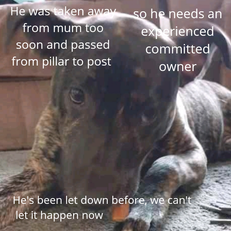 NWDogRescue's tweet photo. https://t.co/gkwqFqBPrS
please RT https://t.co/PY21PsJgH3