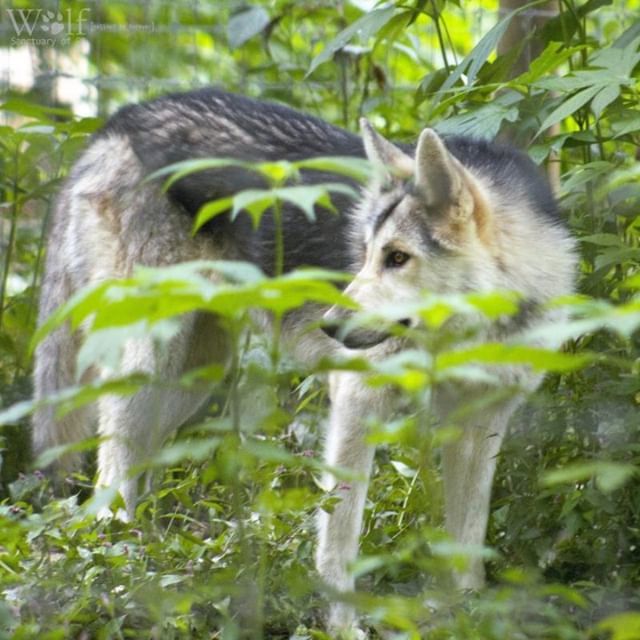 WolfSanctuaryPA's tweet photo. Kaya ๐บ retreating to the shade ๐ธ credit: @kovalkyrie
#pawolfsanctuary #wolfsanctuaryofpa #wolfsanctuarypa #wolvesofspeedwell #speedwellforge #speedwellwolves #lititzpa https://t.co/sMnXhuGJt9 https://t.co/DDEcaVkx8d