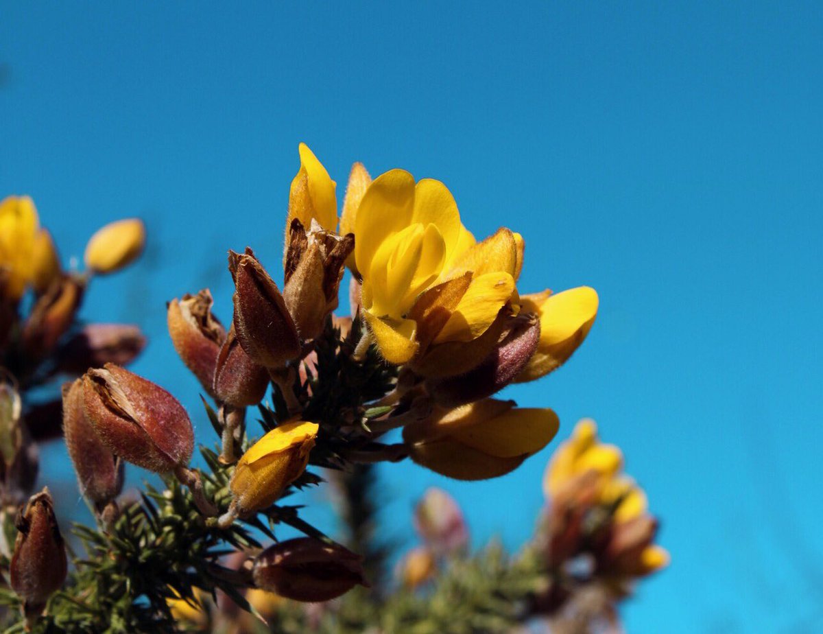 ele_johnstone's tweet photo. Some lovely bright sunshine-yellow gorse for #wildflowerhour #yellowflowers @wildflower_hour @BSBIbotany ☀️🌼💛 https://t.co/HcMak743uG