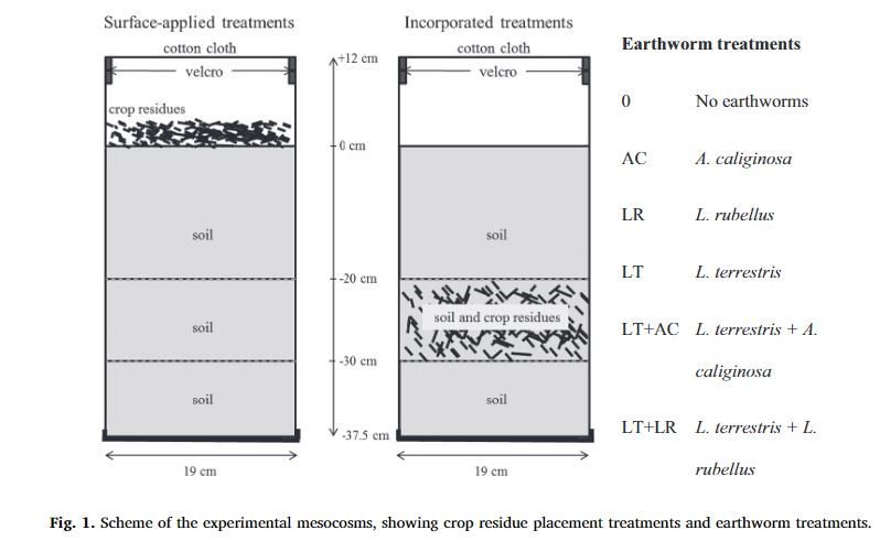 Geoderma_Jrnl's tweet photo. With 2 earthworm enthusiasts among its Editors-in-chief, Geoderma is as excited about #WorldWormWeek as anyone! Check out 2 of our 2019 earthworm articles by Yvan Capowiez and @JWvanGroenigen - one experimental, one meta-analysis! https://t.co/oDe1POHxRL  https://t.co/e8LZVLYbek https://t.co/l4ofiHTtsB
