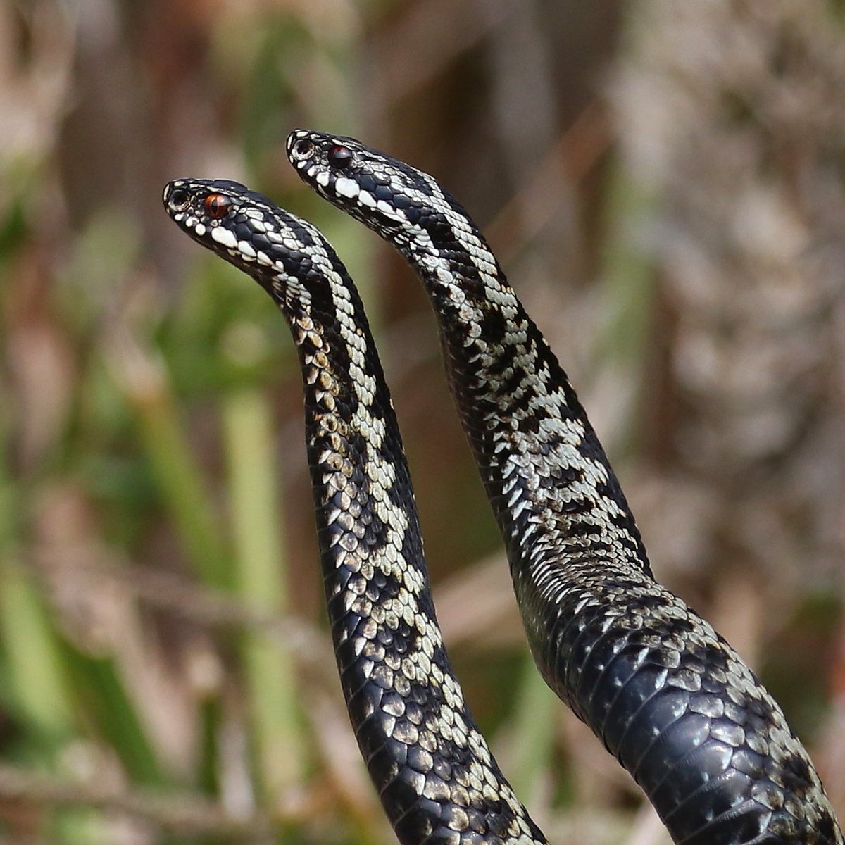 Some mesmerising displays by the local Adders this weekend - these males were involved in a duel with heads a full 18 inches from the ground 1/3