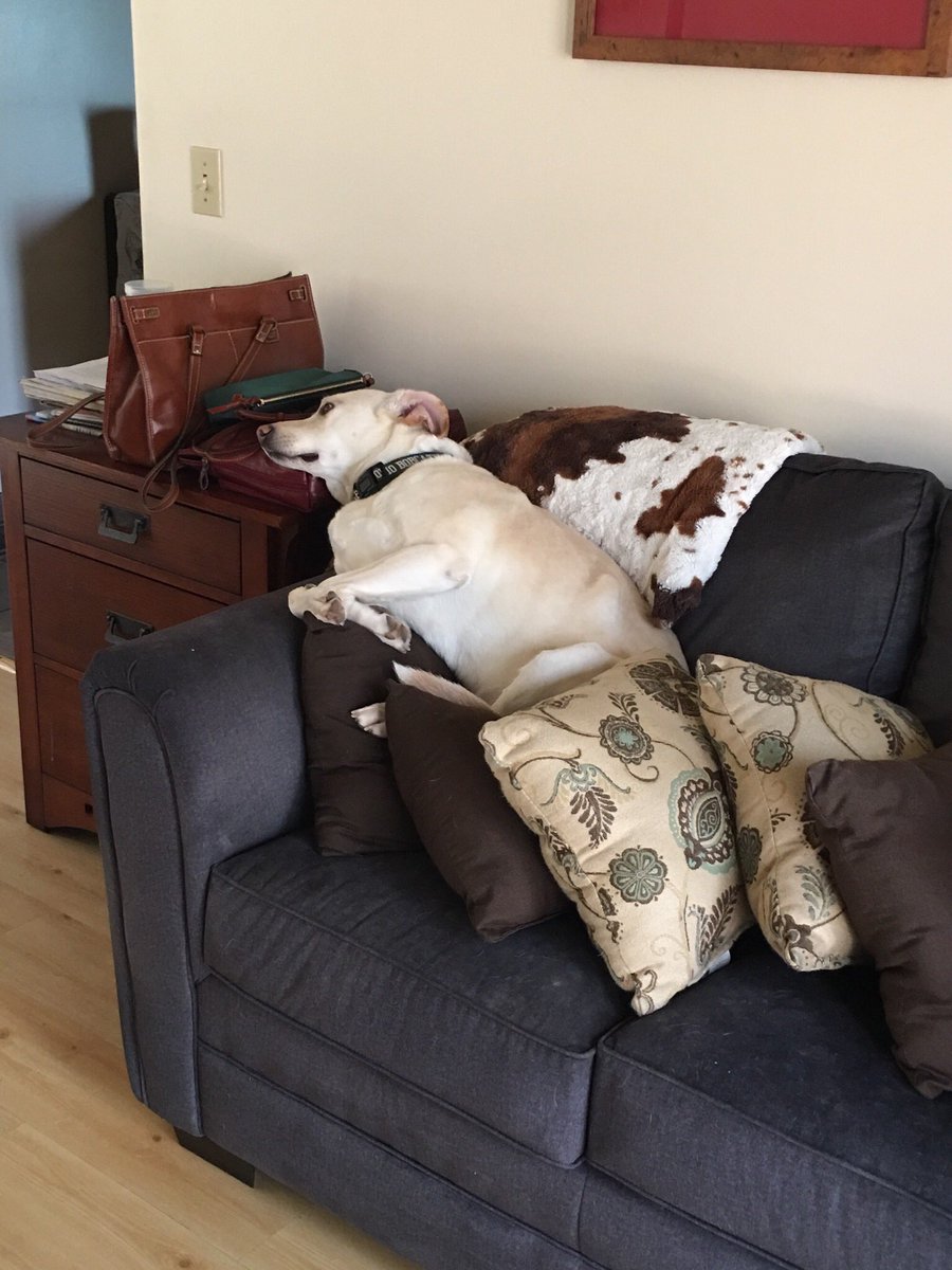 Jenny Hall Jones On Twitter When You Put Pillows On The Couch To