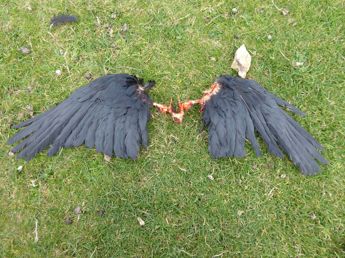 SamPrettyman_94's tweet photo. Chough legs and Chough wings. The Peregrines here have a taste for the finer things... https://t.co/62BT3J1oG4
