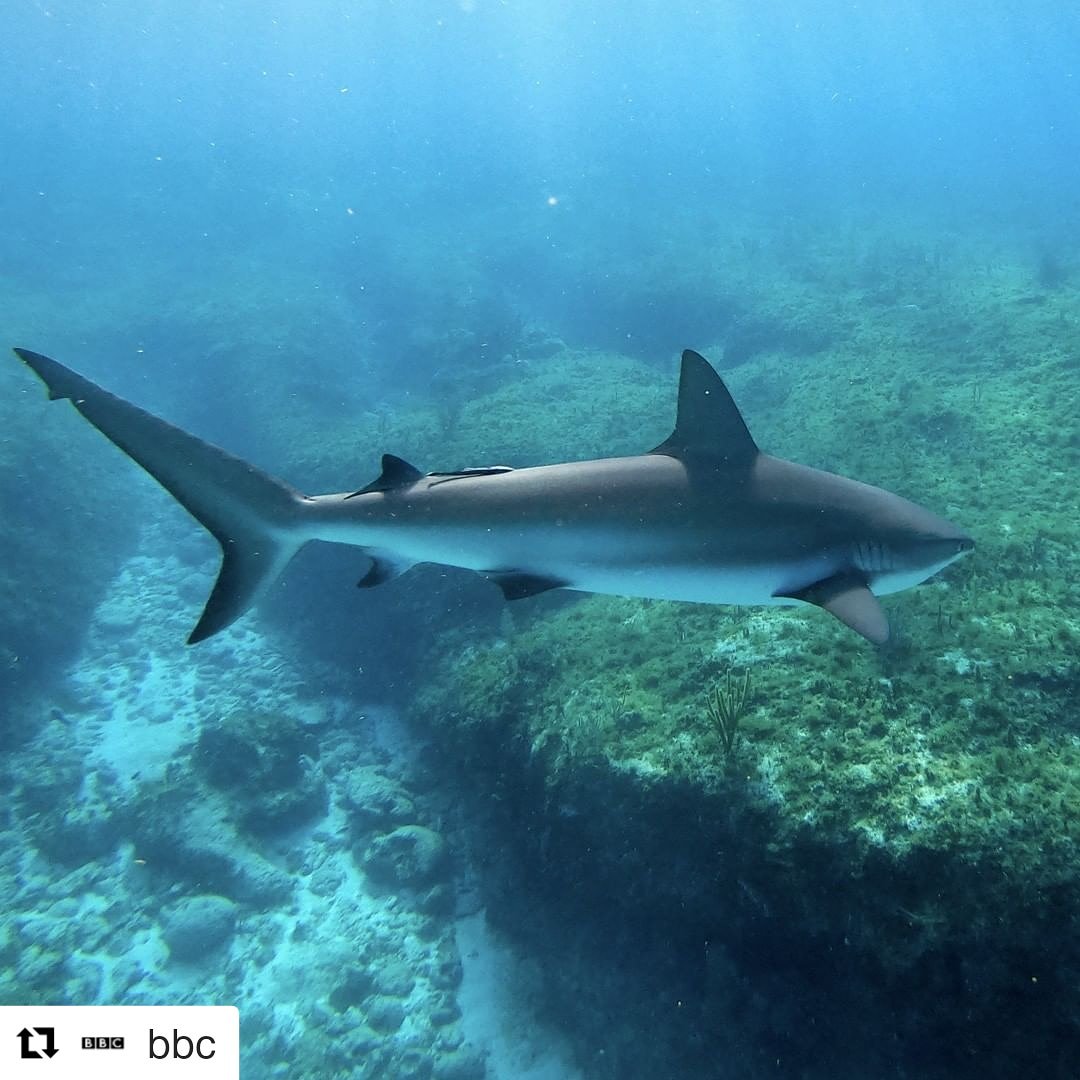 blfoxley's tweet photo. Whos watching Blue Planet Live? Its utterly amazing. I'm having so many ideas! #bbcblueplanet #sea #water #bbc #ocean #underwater #stingray #WritingCommunity https://t.co/sCReHp4T5R