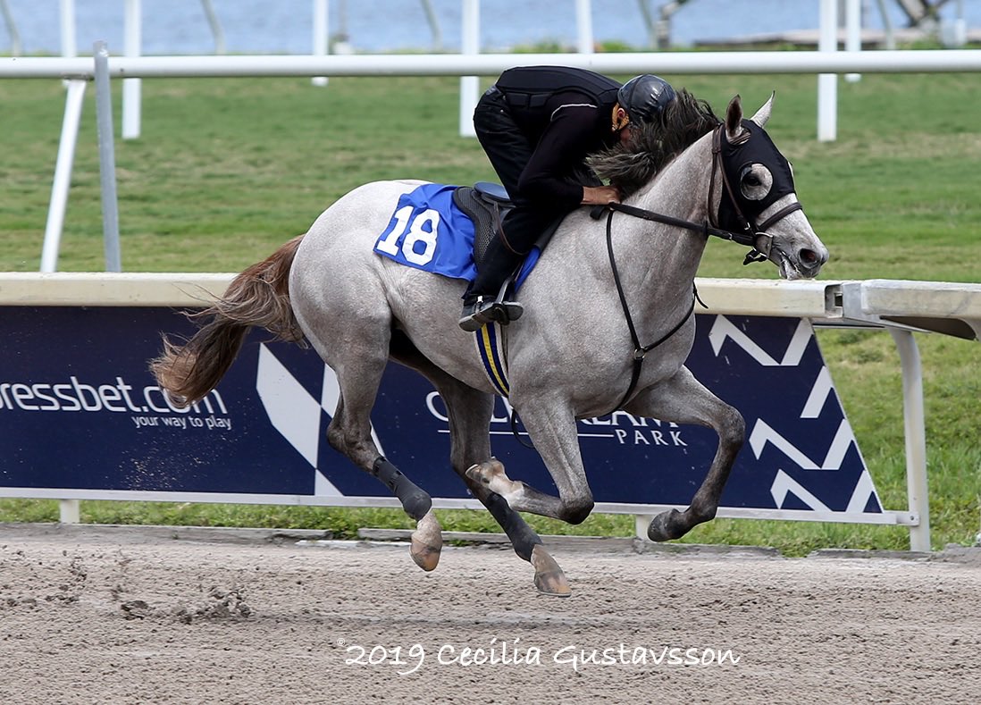 CeciliaGPhoto's tweet photo. When one catches your eye in the #FTGulfstream under tack show and then they show up at the barn at #SantaAnitaPark the next week...😍 #ilovemyjob #mynewcrush https://t.co/l3fpRrVXVU