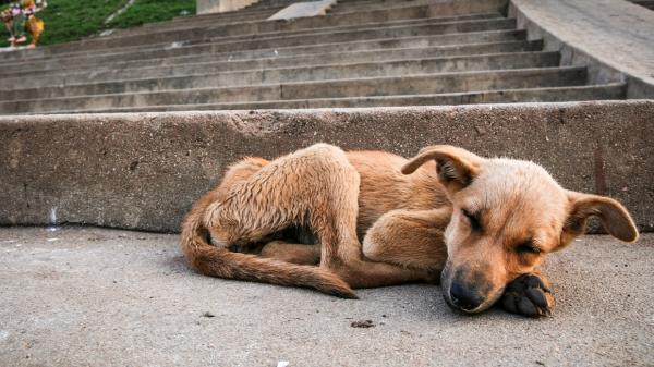 clarincom's tweet photo. Quieren multar con hasta $ 42.800 a quienes maltraten a las mascotas https://t.co/HfrE3Ny5wS https://t.co/CelOUPBRVM