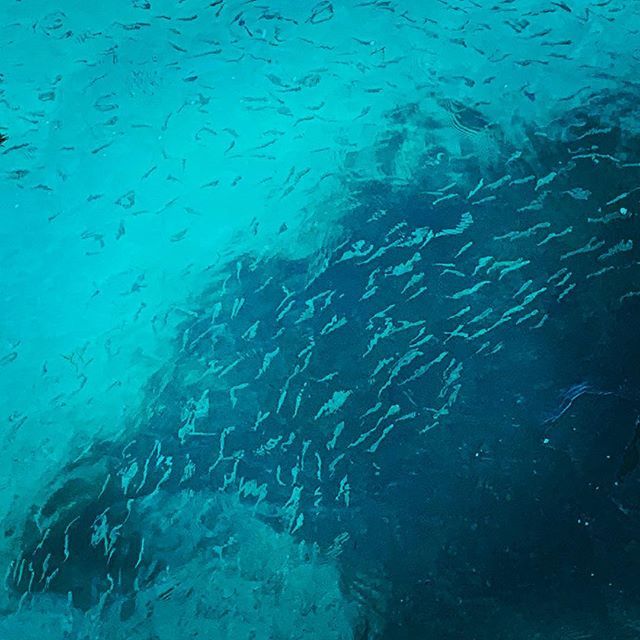 RockingOutdoors's tweet photo. Baby Bonefish?  Going for the parents tomorrow!
.
.
.
#flyfishing #bonefish #bahamas #andros #androsisland #sightcasting #outdoors #neverstopexploring #fitness #fitnessover50 https://t.co/ehTnAiwpUp https://t.co/vBL5F9SXWl