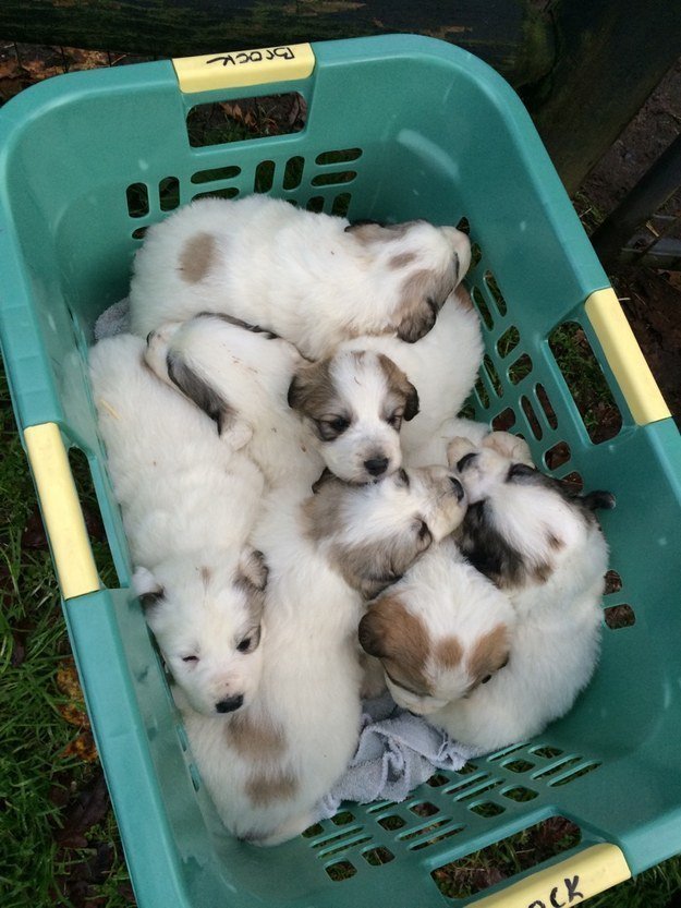 I like two things.. pups and <a href="/adrastata/">Anna Drastata</a>