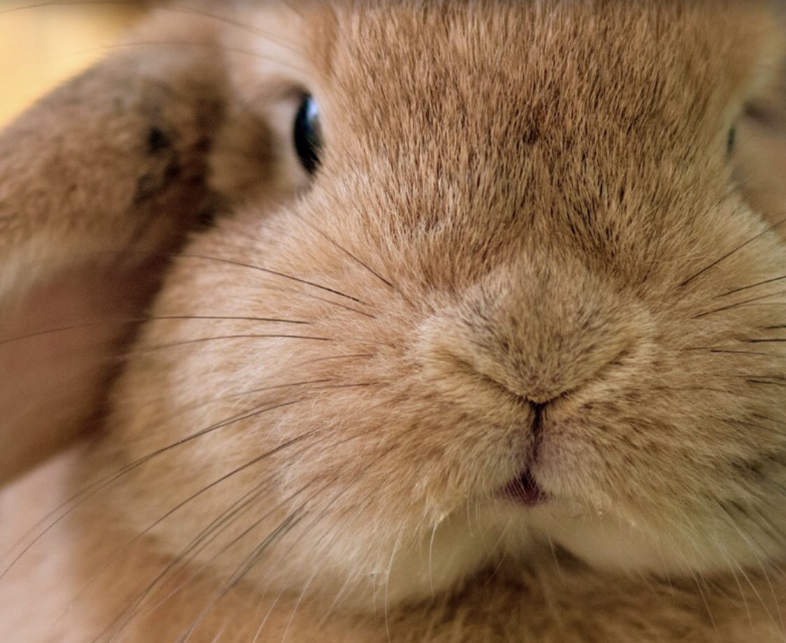 Did you know Laila London is 100% natural, vegan and we are members of PETA we don’t believe in animal testing and hope it is banned soon. #animalcrueltyfree #vegan #nongmo  #non chemical skincare #naturalcosmetics #skincare #lailalondon #bontanica33 #noanimaltesting #loveanimals