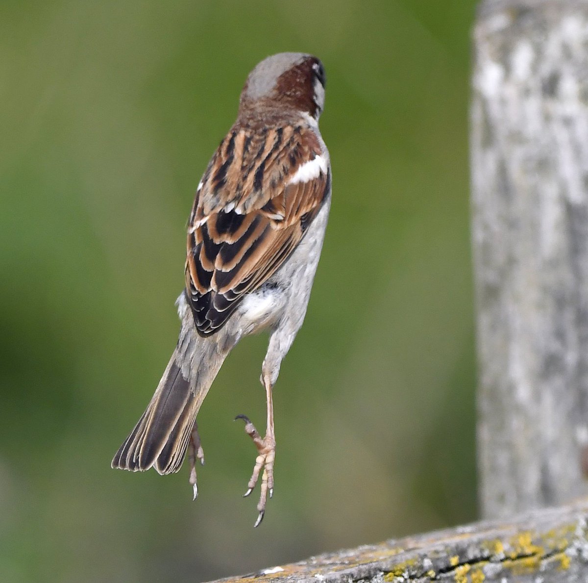 CarlBovisNature's tweet photo. First sighting of the extremely rare 'Frog Sparrow' at @RSPBGreylake in Somerset recently.... 😲🤣 https://t.co/NZHipsFi7X