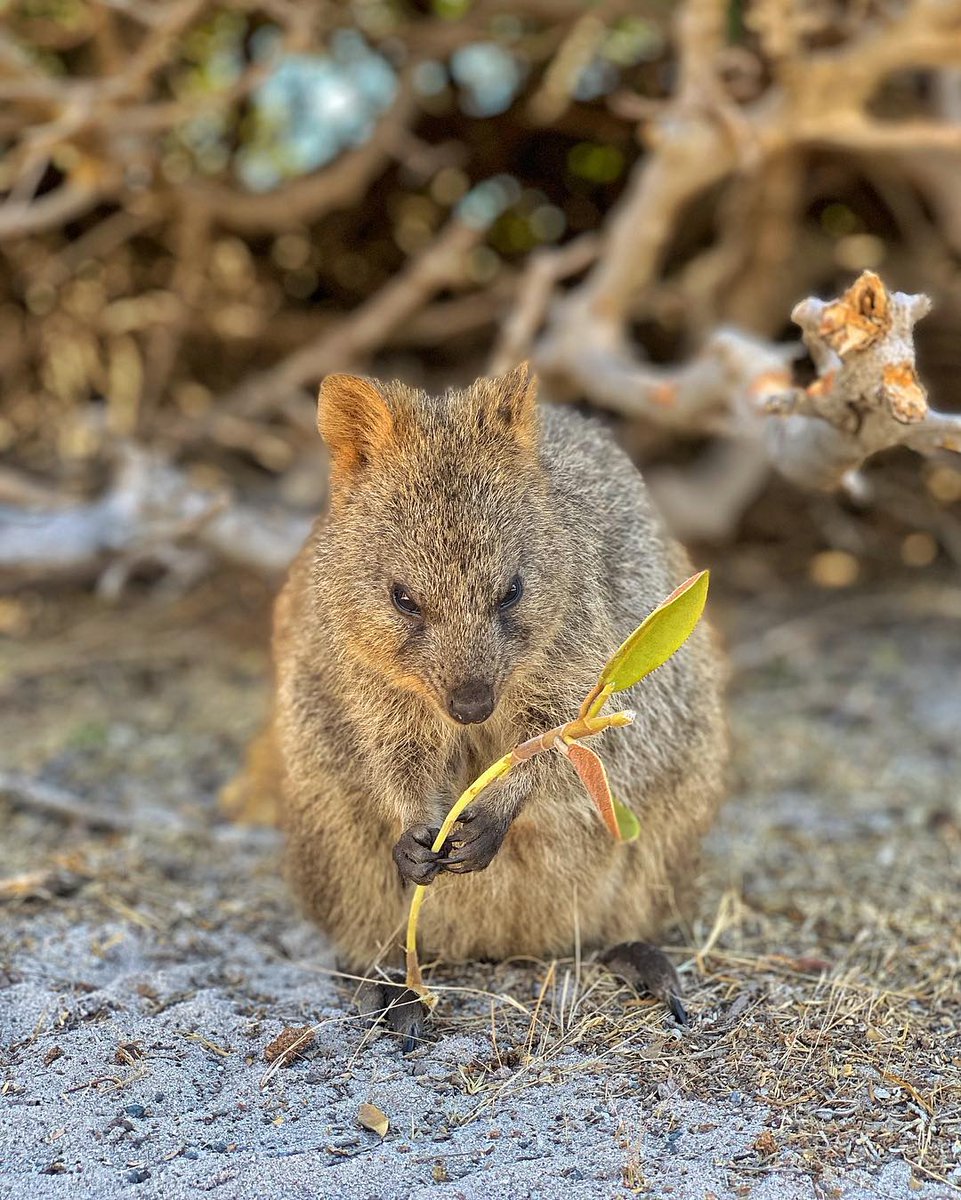 #happyquokkamonday from this little #Rottnest local enjoying his leafy snack. The #quokkas diet consists of tree and shrub buds, leaves, grasses, succulents, seeds and roots. Image: wheres.john (IG)