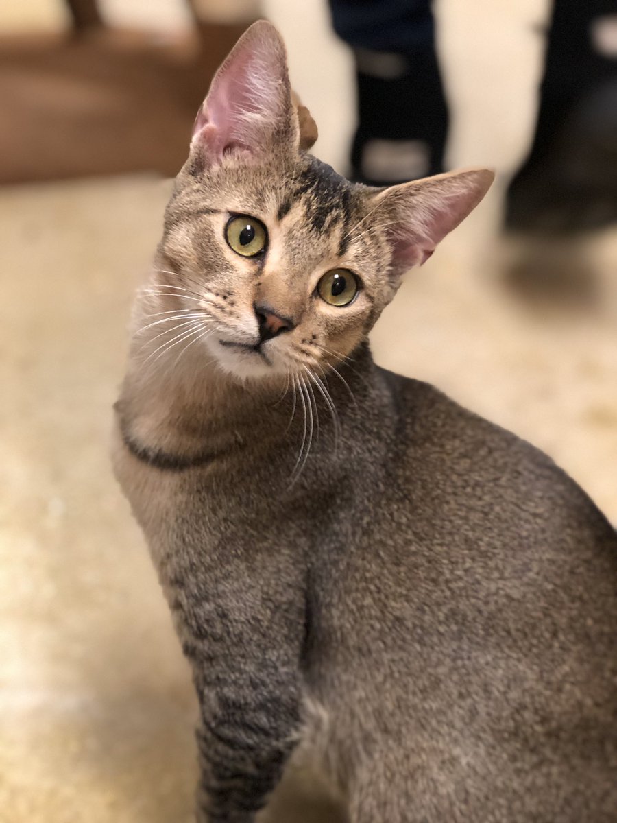 karena731's tweet photo. Pogo is looking for a FUR ever home. This loving #feline would make the purrrfect addition to your family. Come check out all our foster felines at @PetSmart in Royal Palm Beach.
#LuvAPet
#AdoptDontShop
#fostercats
#rescuecat
@PetSmartChariTs https://t.co/VFAlwCrFQS