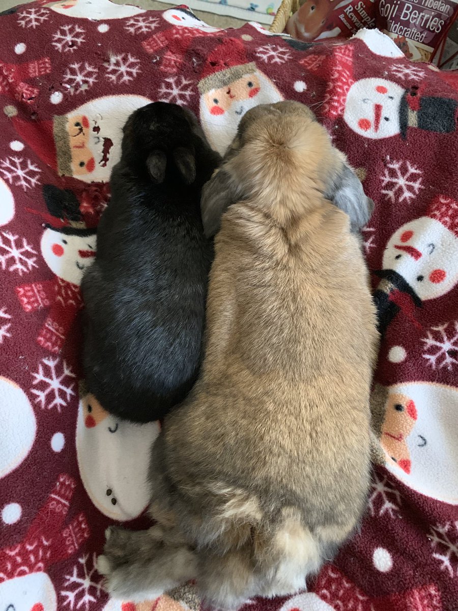 AwesomeNinNin's tweet photo. I am a tiny bun but I am SanjiBeau’s @PoopyBuhda big brother 🐰🐰 https://t.co/RvO968X3kz