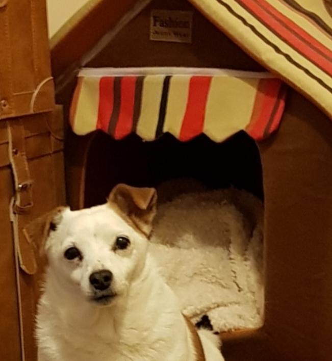 chalikygalicky's tweet photo. Guarding my house like a boss! 🐕 https://t.co/lwnmXjvocl